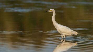 nevoso Airone, egretta tula , appollaiato, la pampa Provincia, patagonia, argentina. foto