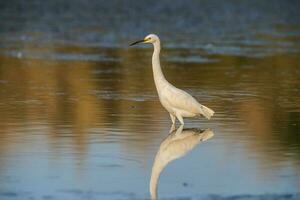 nevoso Airone, egretta tula , appollaiato, la pampa Provincia, patagonia, argentina. foto