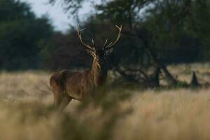 rosso cervo nel la pampa, argentina, parque Luro, natura Riserva foto