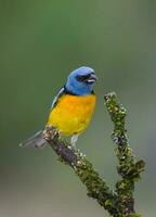 blu e giallo tanager, femmina, la pampa Provincia, patagonia, argentina. foto