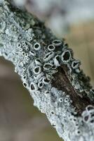 licheni allegato per un' albero ramo, la pampa Provincia, patagonia, argentina. foto
