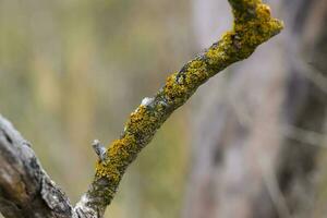 licheni allegato per un' albero ramo, la pampa Provincia, patagonia, argentina. foto