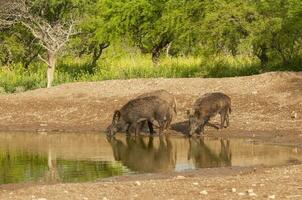 selvaggio cinghiale mandria nel un' acqua buco, chaco foresta, la pampa Provincia, argentina. foto