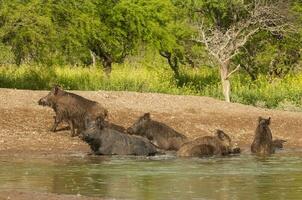 selvaggio cinghiale mandria nel un' acqua buco, chaco foresta, la pampa Provincia, argentina. foto