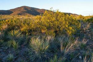 creosoto cespuglio, lihue calel nazionale parco, la pampa, argentina foto