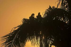 giacinto ara, pantanal foresta, brasile foto