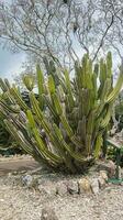 kaktus ratu malam o selenicereus grandiflorus foto