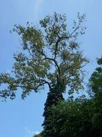 alto albero contro un' blu cielo sfondo foto