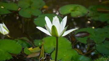 teratai o Ninfea o genere nelumbo foto