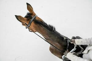 cavallo ciclista visto a partire dal sopra. equestre tema. foto