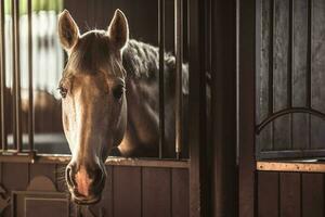 carino grigio cavallo nel il stalla foto