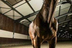 avvicinamento di sano cavallo corpo. fienile nel il sfondo. foto