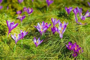 crochi su verde erba. primavera è in arrivo. foto