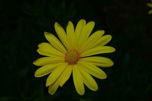 singolo giallo Margherita fiore contro buio sfondo foto