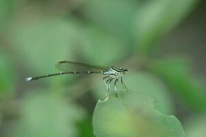 libellula su foglia foto