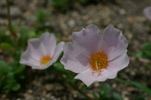 rosa fiore con buio giallo centro e delicato stami foto