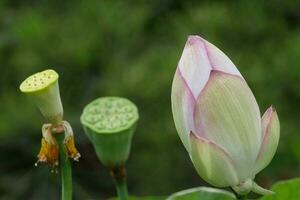 loto fiore teste foto