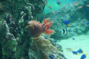 scogliera con anemone e pesce foto