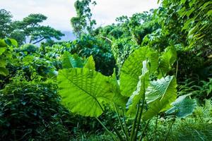 un parco a hualien a taiwan foto