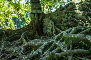 radici dell'albero nella grotta di goa gajah a bali