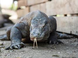 lucertola monitor sull'isola di rinca in indonesia foto