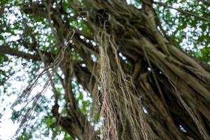 il giardino botanico di singapore foto