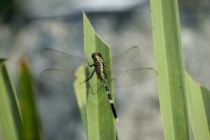 orthetrum sabina, verde palude falco arroccato su un' verde foglia foto