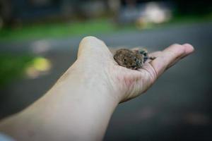 un piccolo topo in una mano foto