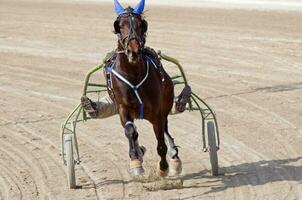 cavallo trotto con imbracatura foto