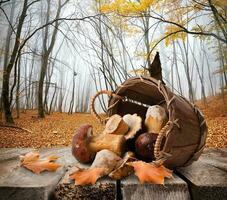 funghi e autunno foresta foto