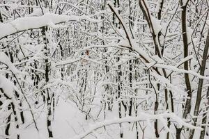 lotto di arbusto e alberi con lotto di neve nel il inverno foto