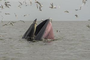 la balena di bryde, la balena dell'eden, che mangia pesce nel golfo della thailandia. foto