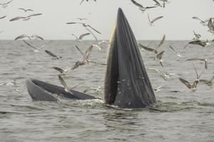 la balena di bryde, la balena dell'eden, che mangia pesce nel golfo della thailandia. foto