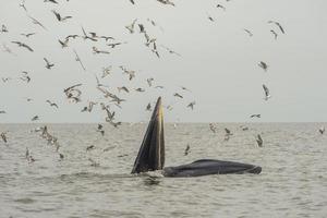 la balena di bryde, la balena dell'eden, che mangia pesce nel golfo della thailandia. foto