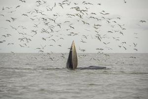 la balena di bryde, la balena dell'eden, che mangia pesce nel golfo della thailandia. foto