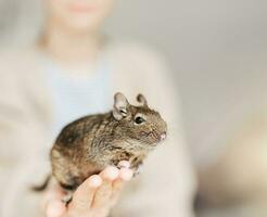 giovane ragazza giocando con piccolo animale degu scoiattolo. foto