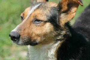 imballare di selvaggio cani su il strada nel il villaggio foto