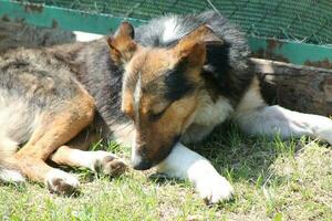 imballare di selvaggio cani su il strada nel il villaggio foto