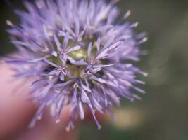 estate fiore avvicinamento nel il giardino foto