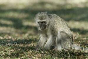 vervet scimmia, kruger nazionale parco, sud Africa foto