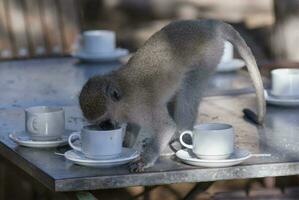 vervet scimmia, kruger nazionale parco, sud Africa foto