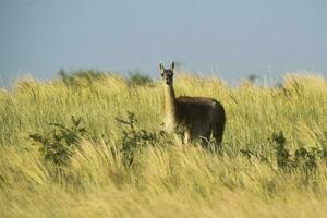 guanachi nel prateria ambiente, parque luro natura Riserva, la pampa Provincia, argentina. foto