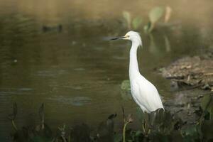 nevoso Airone nel zone umide ambiente, Pantanal, Brasile foto