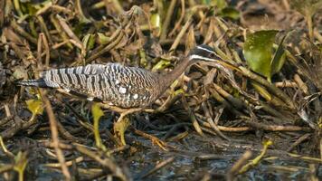 prendisole, nel un' zone umide ambiente, pantanal brasile foto