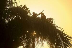 giacinto ara, pantanal foresta, brasile foto