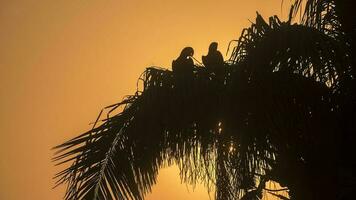 giacinto ara, pantanal foresta, brasile foto