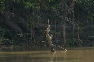 anhinga su il banche di il fiume cuiaba, mamato grosso, pantanale, brasile foto