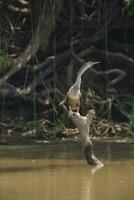 anhinga su il banche di il fiume cuiaba, mamato grosso, pantanale, brasile foto