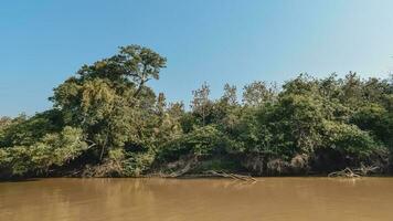 giungla paesaggio su il cuaiaba Riva del fiume, Pantanal, Brasile foto