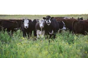 buoi e giovenche nel il argentino campagna, biologico carne produzione foto